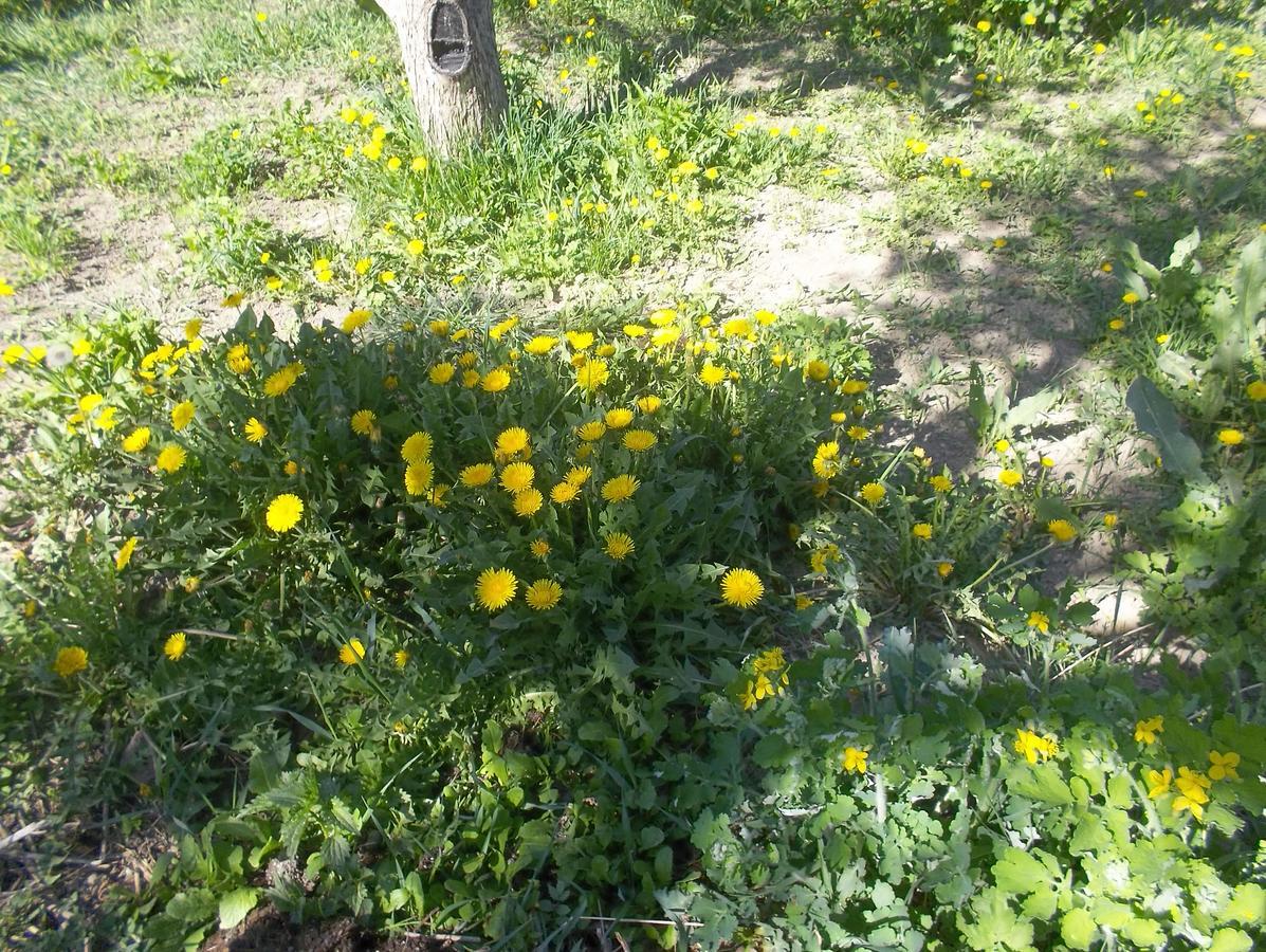 Issyk-Kul - Camping Grigoryevka 호텔 Grigor'yevka 외부 사진