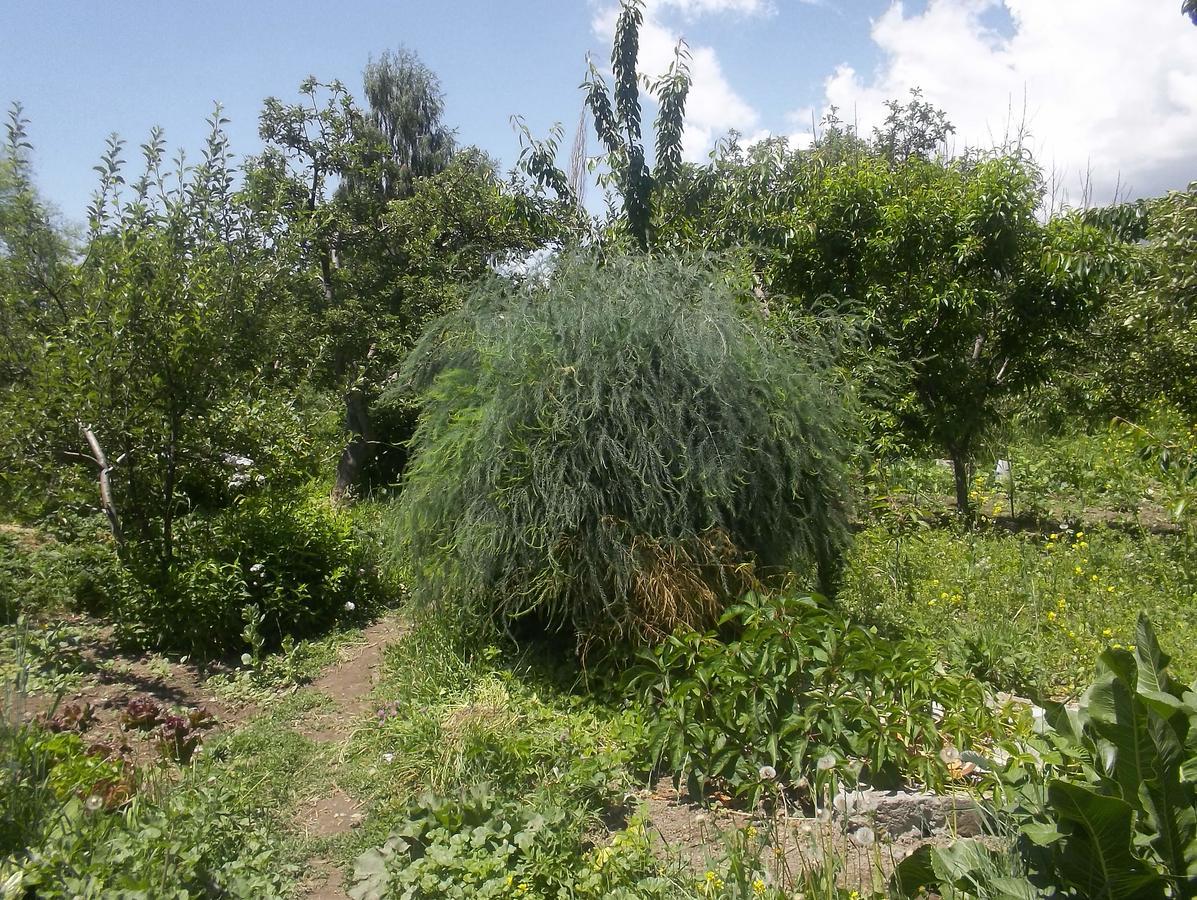 Issyk-Kul - Camping Grigoryevka 호텔 Grigor'yevka 외부 사진