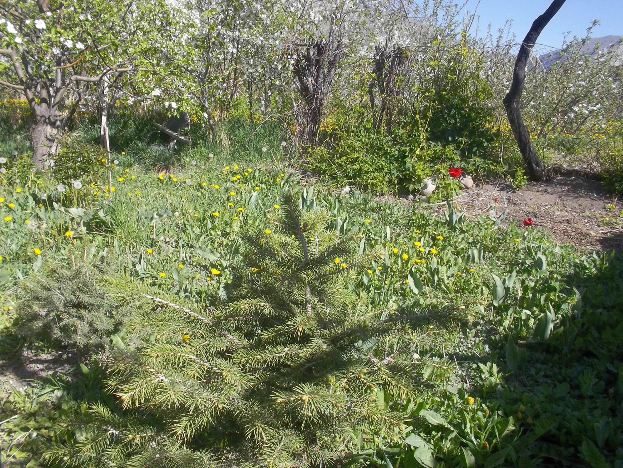 Issyk-Kul - Camping Grigoryevka 호텔 Grigor'yevka 외부 사진