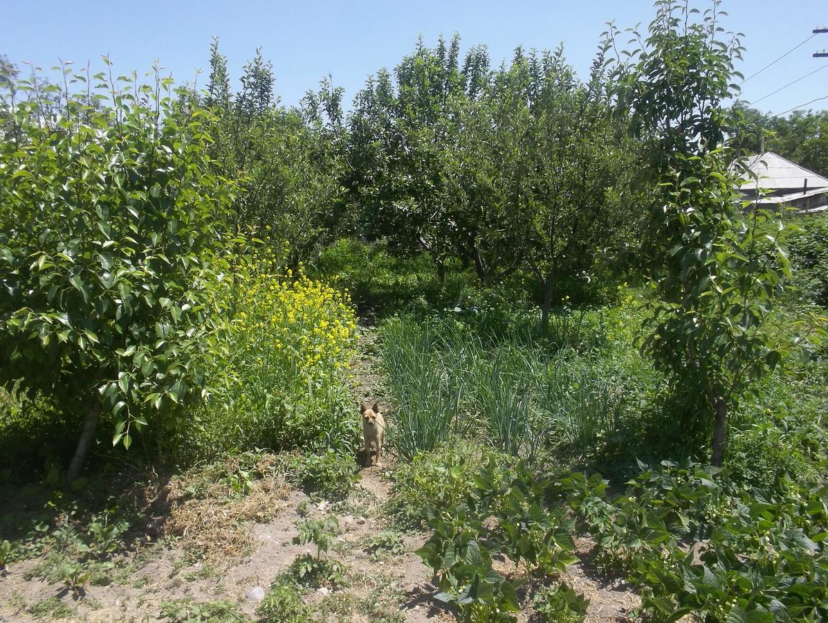Issyk-Kul - Camping Grigoryevka 호텔 Grigor'yevka 외부 사진